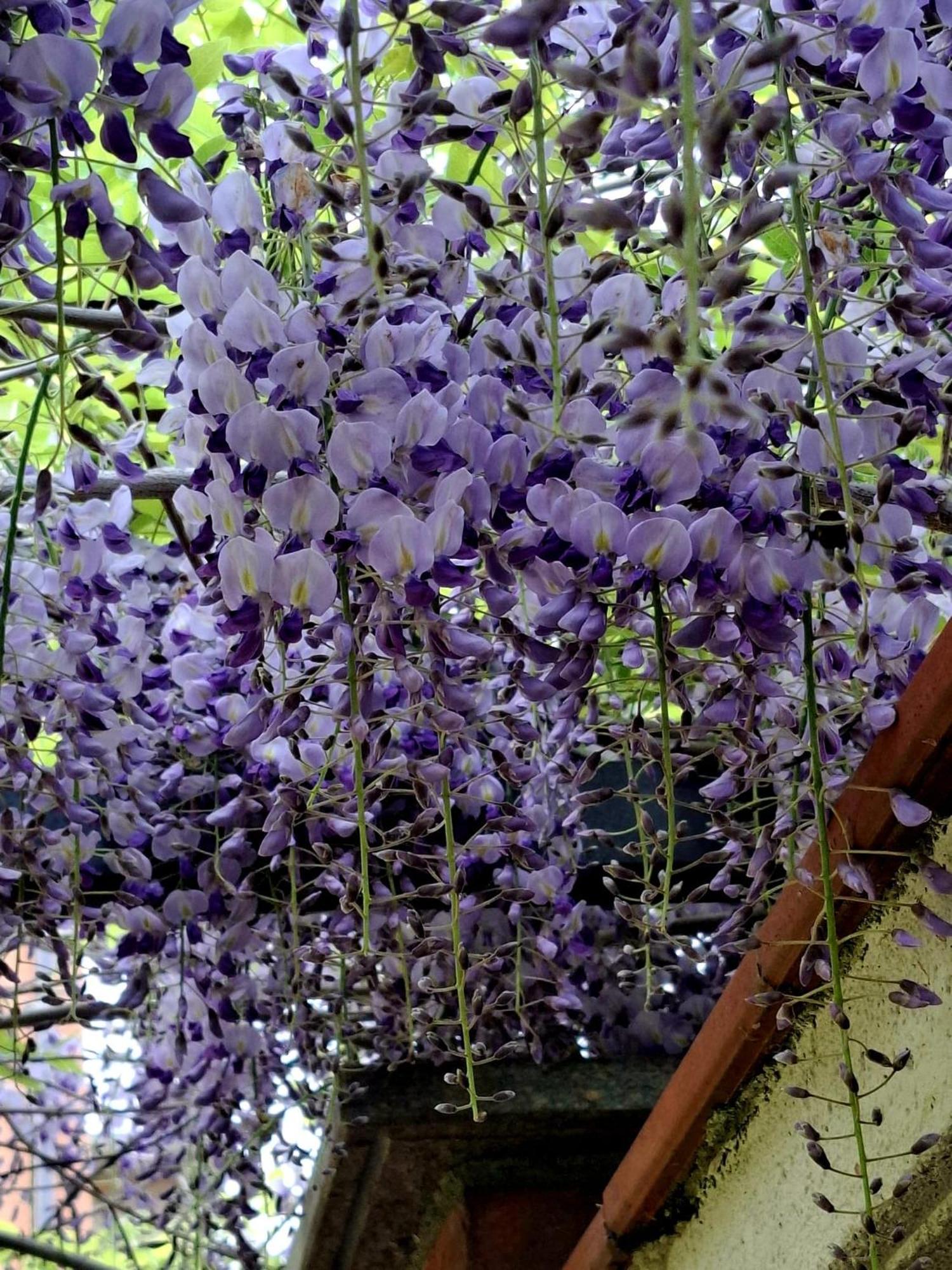 Villa Albina La Loggia 外观 照片